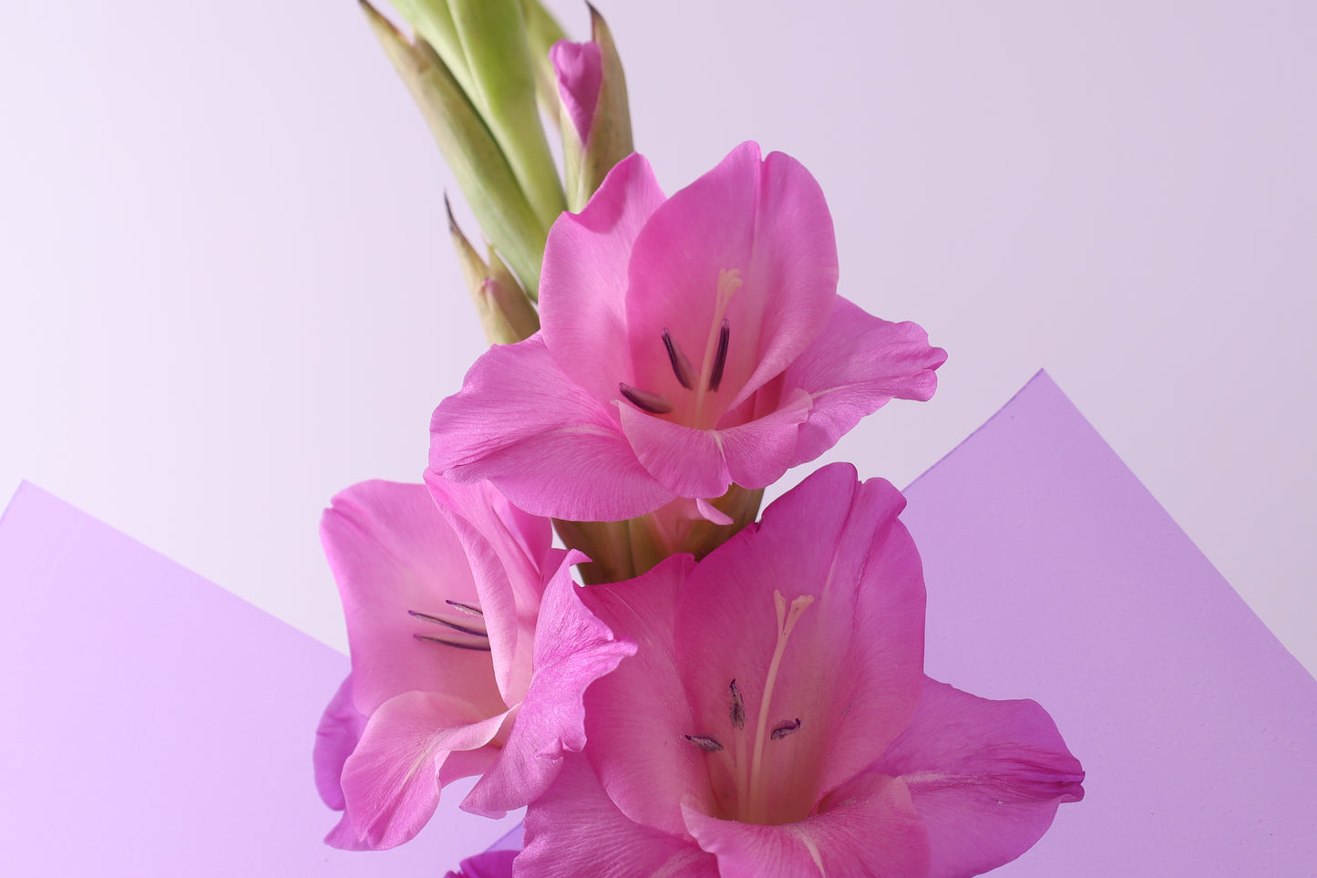 Rose Lumière Bouquet