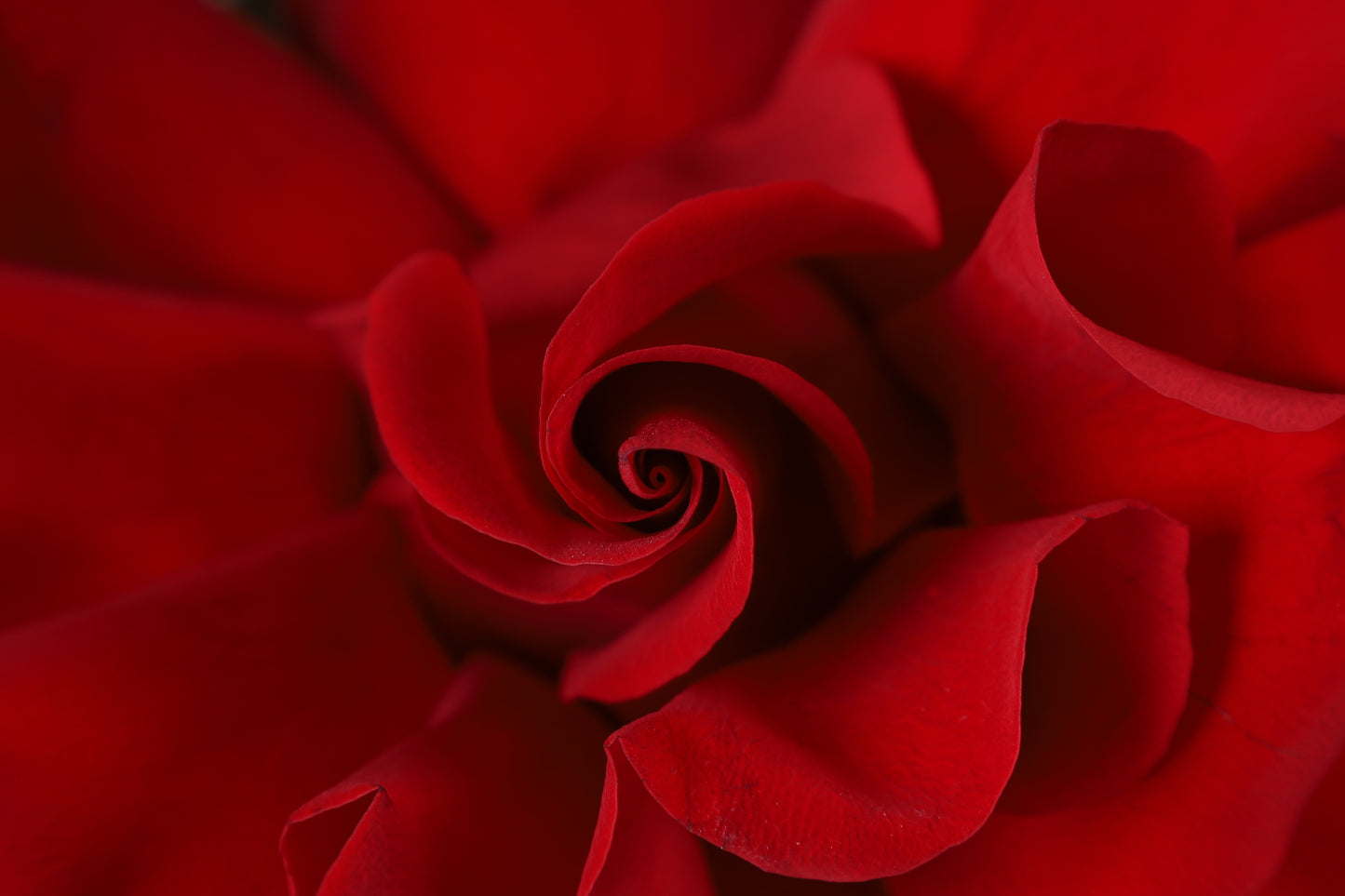Rouge Velours