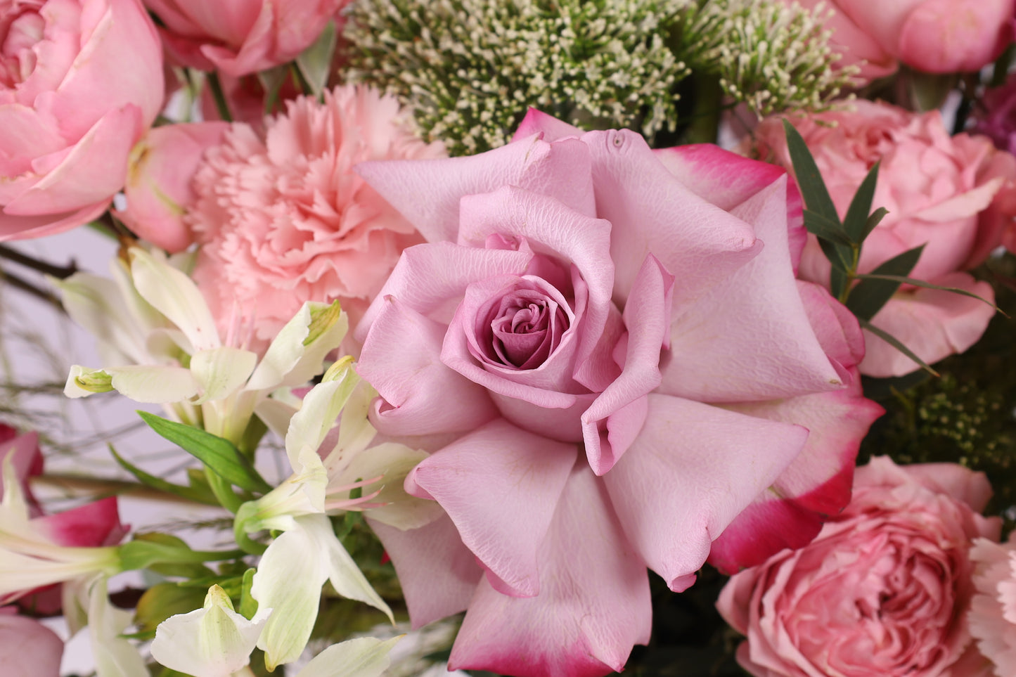 Rose Douceur