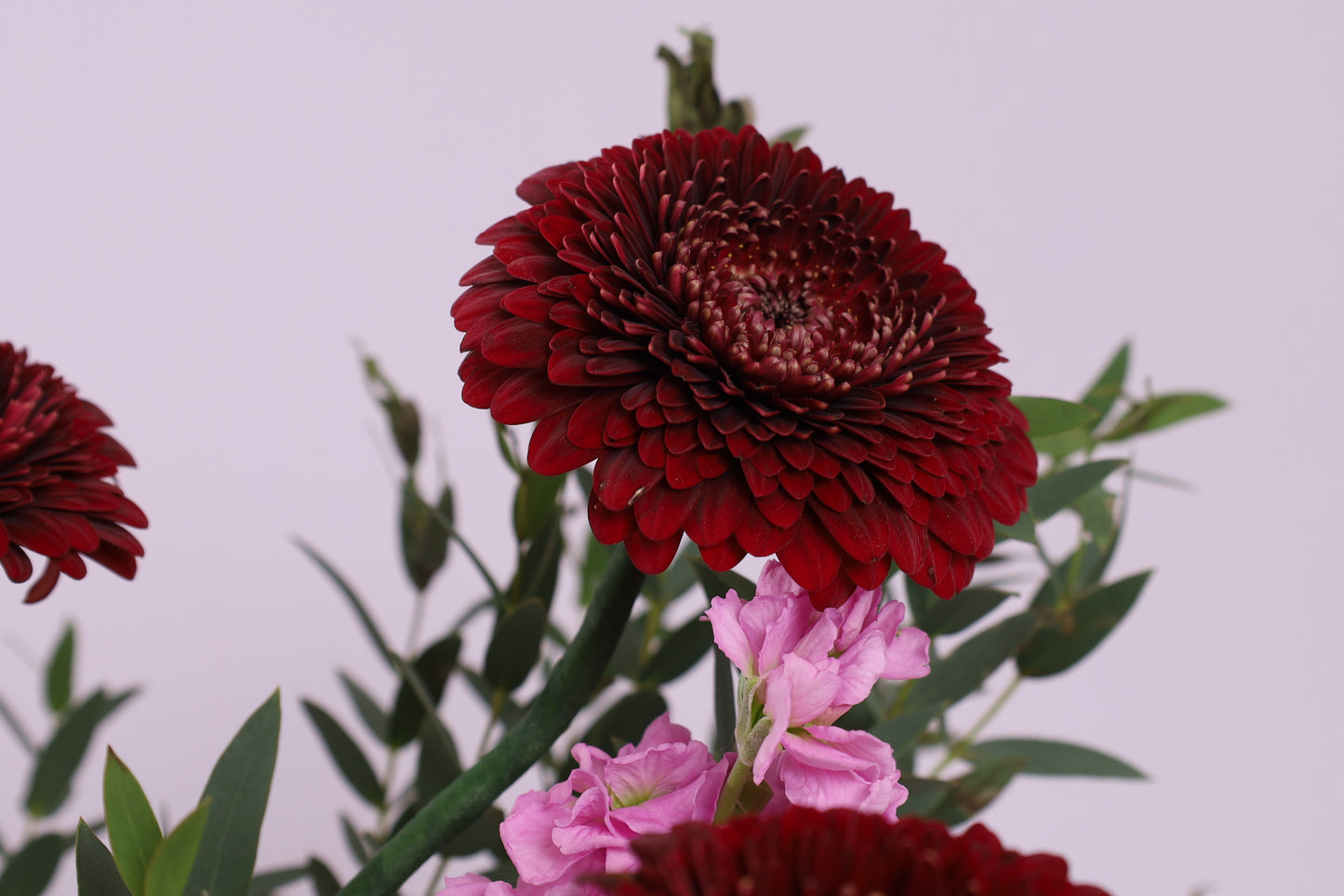Rose Douceur