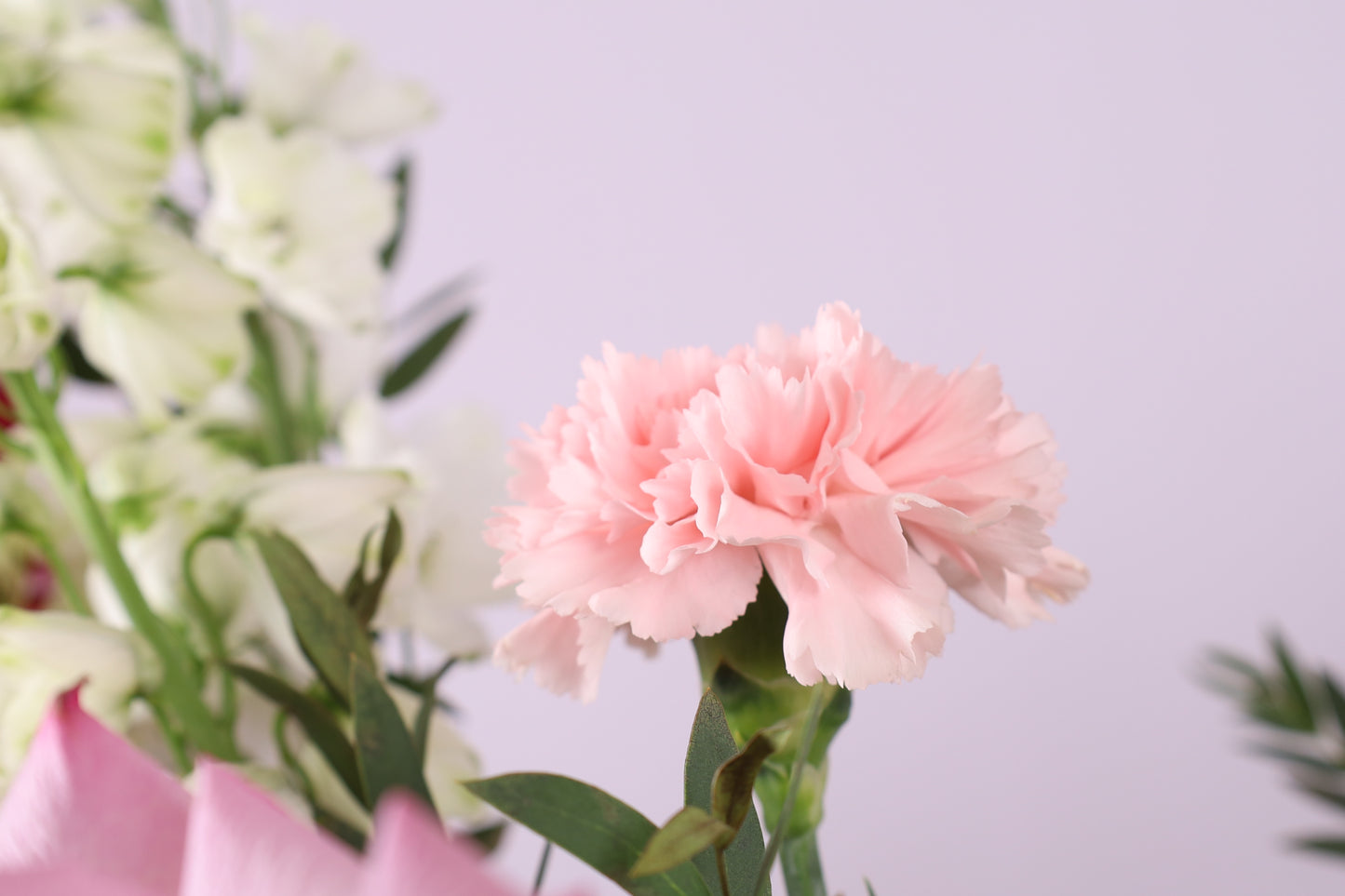 Rose Douceur